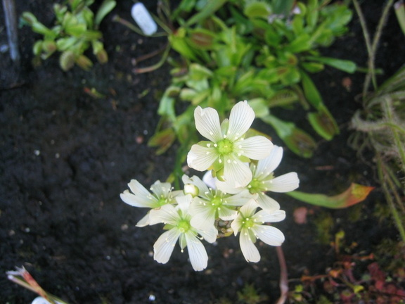 D. Muscipula Flowerstalk (1)