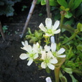 D. Muscipula Flowerstalk (2)