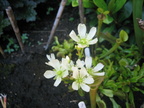 D. Muscipula Flowerstalk (2)