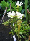 D. Muscipula Flowerstalk (3)