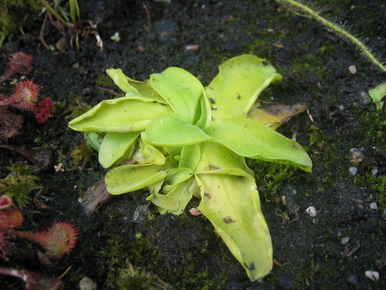 P. Grandiflora