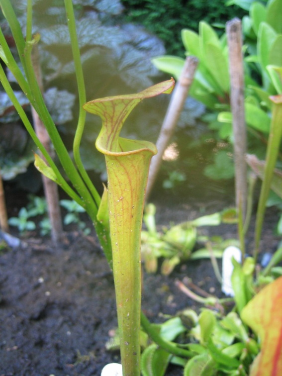 Sarracenia Flava var. Atropupurea Small plant (2)