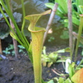 Sarracenia Flava var. Atropupurea Small plant (2)