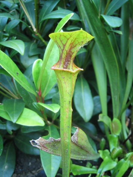 Sarracenia Flava var. Ornata Small plant