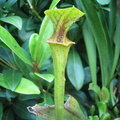 Sarracenia Flava var. Ornata Small plant