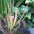 Sarracenia Leucophylla "Giant Franklin CO Florida" Small plant