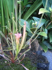 Sarracenia Leucophylla &quot;Giant Franklin CO Florida&quot; Small plant