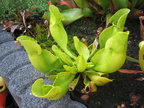 Sarracenia Purpurea ssp. Purpurea var. Heterophylla (1)