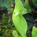 Sarracenia Purpurea ssp. Purpurea var. Heterophylla (2)
