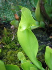 Sarracenia Purpurea ssp. Purpurea var. Heterophylla (2)