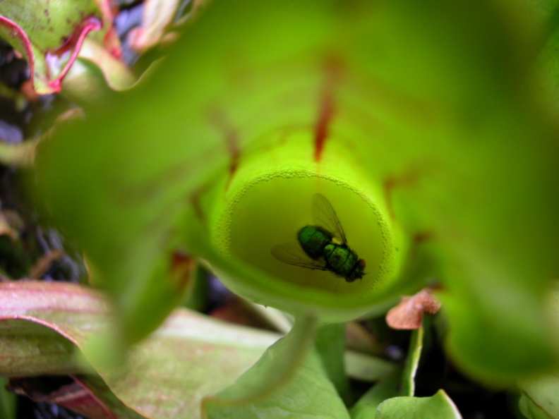 S. Purpurea with living fly