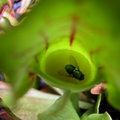 S. Purpurea with living fly
