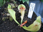 S. purpurea ssp. Venosa (2)
