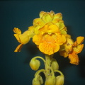Ibicella Lutea flower