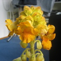 Ibicella Lutea flower