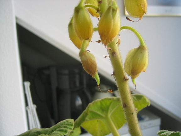 Ibicella Lutea beginning to produce seedpods
