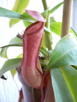 N. x Ventrata Lower pitcher