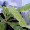 D. Adelae leaf