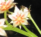D. Adelae flower