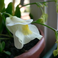 U. Alpina Flower