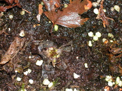 P. Grandiflora in winter2