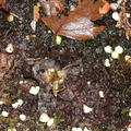P. Grandiflora in winter2