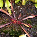 D. Muscipula Royal Red in winter