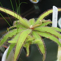 Drosera adelae -Capslock