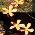 D echinoblastus flower2