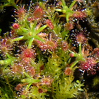 D palacea ssp roseanna2