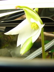 H neblinae flower 1