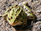 MI frog