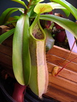 N hirsuta x veitchi5