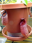 N ventricosa x aristolochiodes8