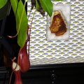 Nepenthes and grilled cheese
