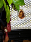 Nepenthes and grilled cheese