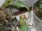 Clue's Nepenthes