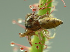 D. graminifolia with spider