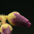 D. capensis flower