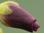 D. capensis macro