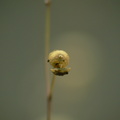 U. subulata seed pod