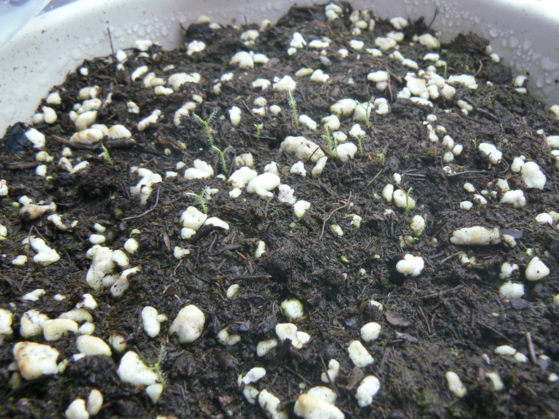 B. liniflora seedlings