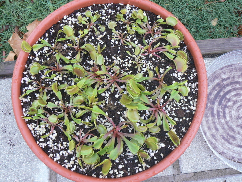 Bigmouth VFT in 12&quot; pot