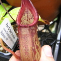 N. petiolata