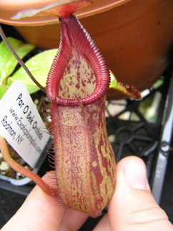 N. petiolata