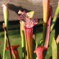 S. Leucophylla "Red"