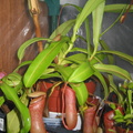 N. Ventricosa plant