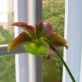 Sarracenia flower (front view)
