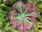 An overhead view of a very dewy &quot;D.spatulata &quot;kanto&quot;