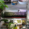 My one shelf which has plants on it